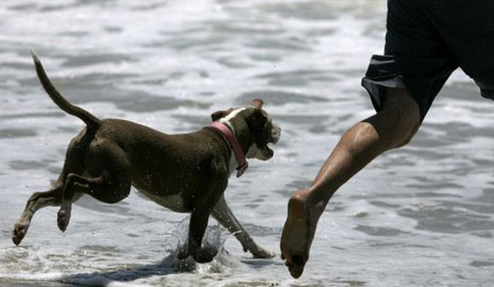 En Buenos Aires ya multan con 30 mil pesos por llevar perros a la playa