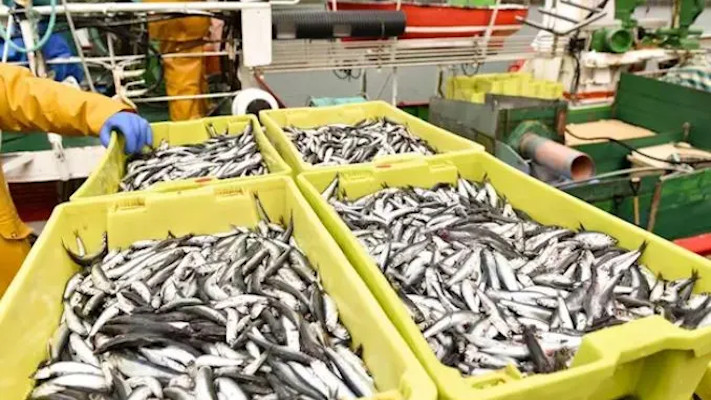 Chubut: la pesca de anchoa «potenciará la producción y el recupero de inversiones»