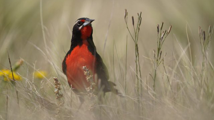 Crearon el primer sitio para  la conservación de la Loica