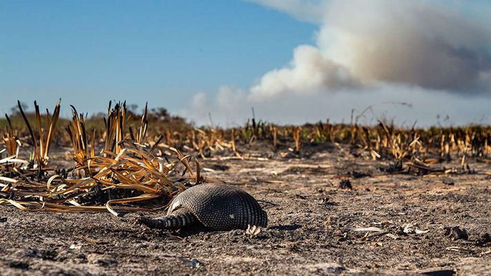 Por los incendios, se quemó el 40% del Parque Nacional Iberá