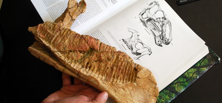 Identifican una nueva especie de dinosaurio en Río Negro