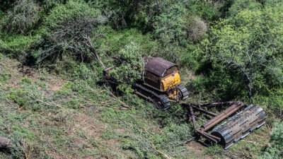 Etiquetas: desmonte, Ecología, Greenpeace