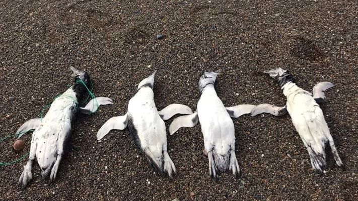 Hallaron pingüinos muertos en Playa Unión