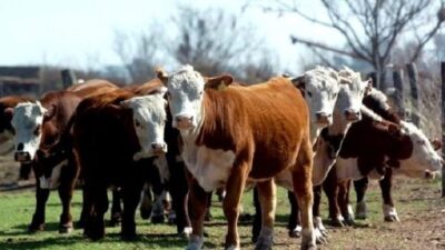 cluster ganadero bobino, Julián Domínguez, Pedro Sánchez, productores chubut, sociedad rural virch