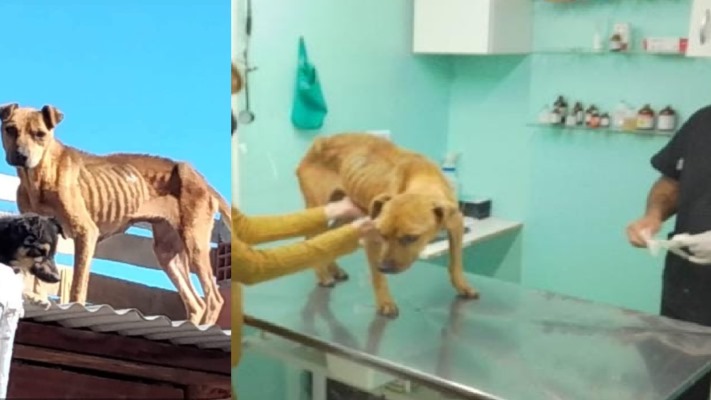 Madryn: Rescatan perra desnutrida e imputan al dueño por “maltrato animal”