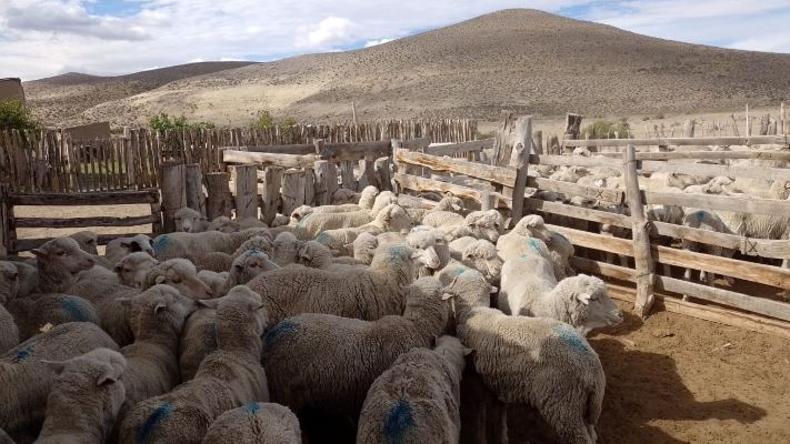 Realizaron controles sanitarios en 3940 ovinos de la agricultura familiar de Chubut