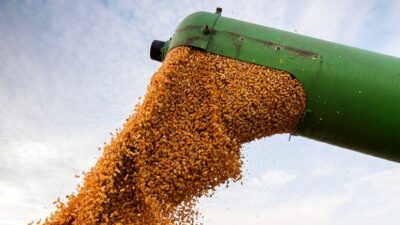 granos, MERCADO INTERNACIONAL, Rusia, TRIGO, ucrania