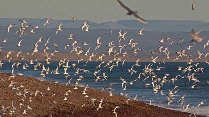 Se realizará en Madryn la reunión nacional de ornitología