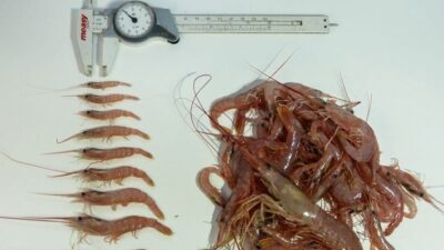 El INIDEP evalúa el langostino a bordo de un buque comercial