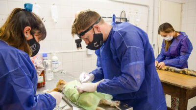 Etiquetas: Madryn, mascotas, Municipales, sociedad