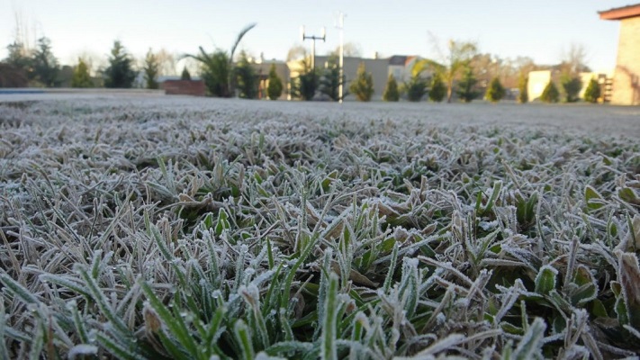 Por heladas tempranas, cayó en 500.000 toneladas la estimación de cosecha de soja