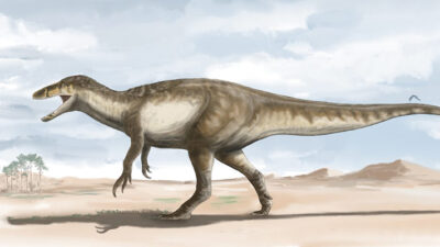 CIENCIA, dinosauirio, maip macrothorax, paleontología