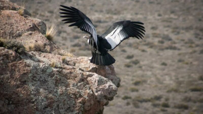condor, Ecología, hidrógeno verde, parquet eolico