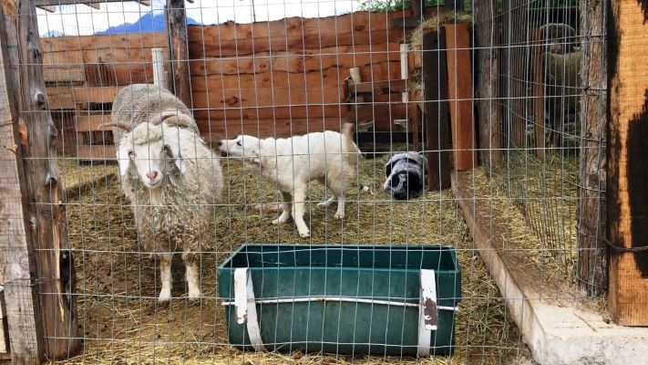 Provincia adquirió perros protectores para cuidar la actividad ovina y caprina de la zona de Mártires