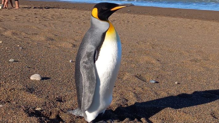 Apareció un ejemplar de Pingüino Rey en Playa Unión