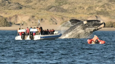 Fabián Gandón, girsu, puerto pirámides, Temporada de Ballenas