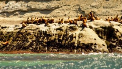Legislatura trabajará un proyecto para ampliar el Área Natural Protegida Punta Marqués