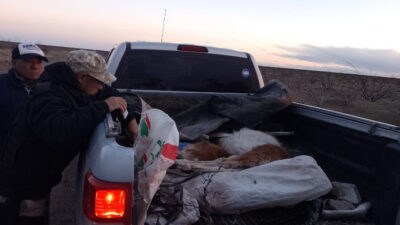 abigeato, guanacos, policía chubut