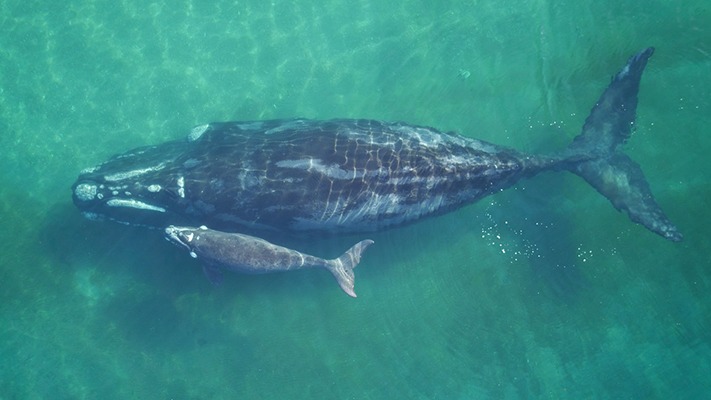 Nueva iniciativa colaborativa para conservar a las ballenas