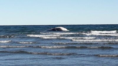 BALLENA SEI, puerto pirámides
