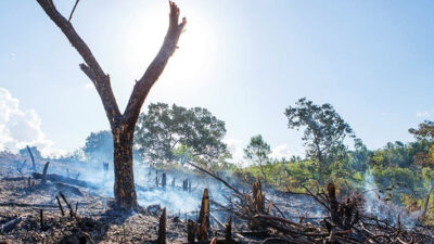 bosques, deforestación, Ecología, ONU