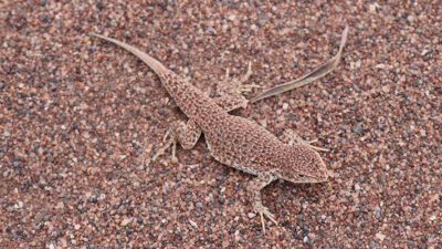 Dos de cada diez reptiles están en peligro de extinción