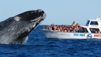 avistaje, ballenas, chubut, Pirámides, turismo