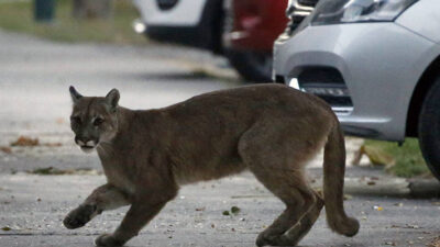 Fauna Silvestre, puma, TRELEW