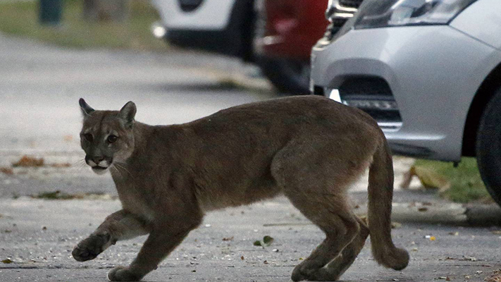 Alertan ante la aparición de un puma en Trelew