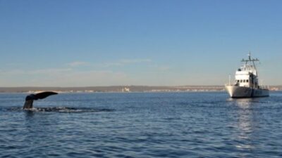 Temporada de Ballenas: Prefectura designó al Golfo Nuevo como Zona de Protección Especial