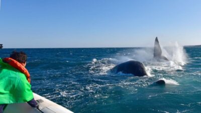 ballenas, chubut, turismo, VIGILIA