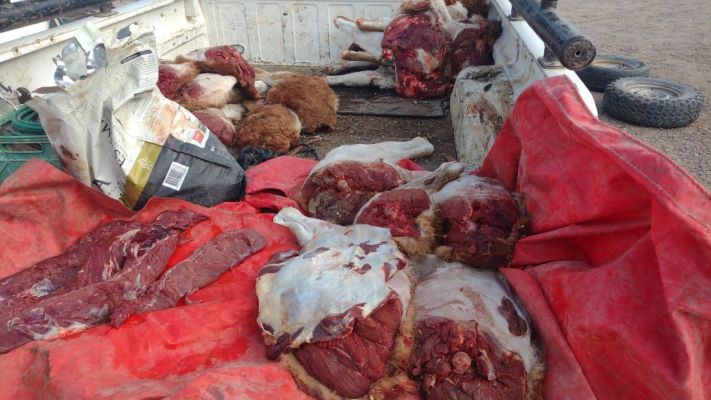 Perritos contentos: policías secuestran carne de guanaco y la donan a APAM