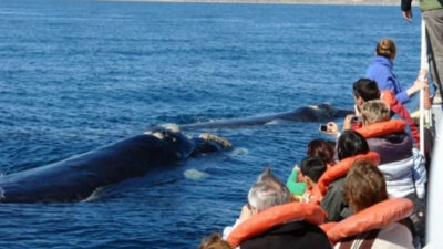 ballenas, Leonardo Gaffet, puerto madryn, puerto pirámides, turismo chubut