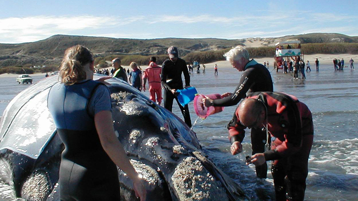 Este año se cumplirán dos décadas desde el rescate de la ballena Garra en Pirámides