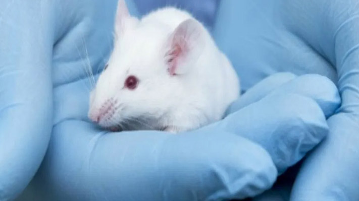 Logran revertir los efectos adversos de diabetes en ratas