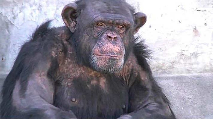 Buscan liberar al chimpancé «Toti» alojado en un zoológico de Río Negro