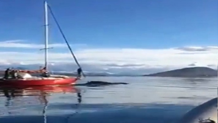 Un velero embistió intencionalmente a una ballena y buscan a sus ocupantes