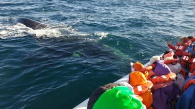 AzM TV, Ballena Franca Austral, ballenas, Golfo Nuevo, puerto pirámides, turismo, VIGILIA