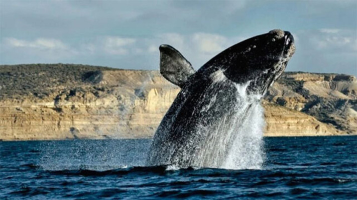 Se mantiene en mil el número de ballenas en el Golfo Nuevo