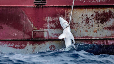 atlantico norte, Ecología, pesca ilegal, tiburón