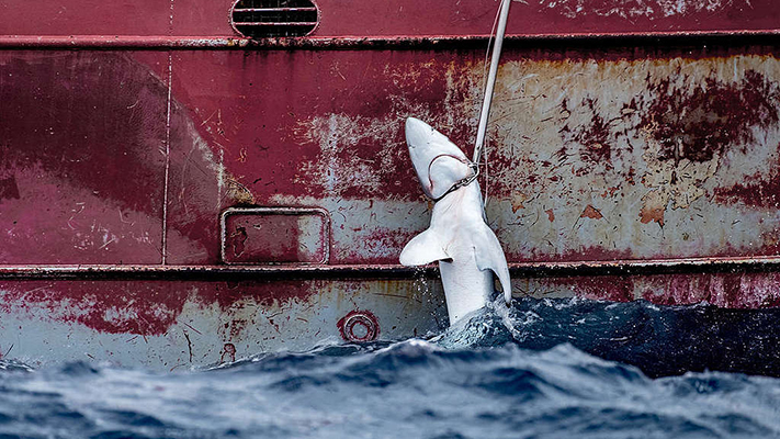 Denuncian la caza de crías de tiburón en el Atlántico Norte