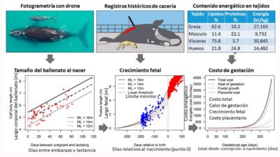 Ballena Franca Austral, Ecología, icb