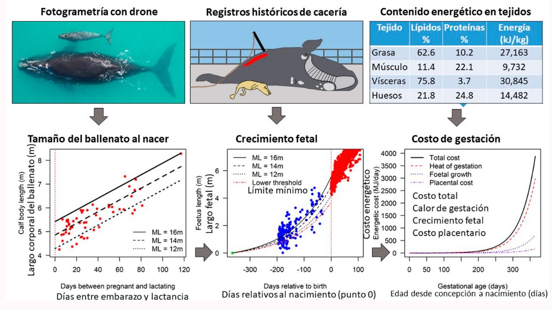 Miden la energía que invierten para gestar las ballenas francas