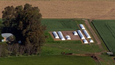 agro, Banco Central, divisas, soja