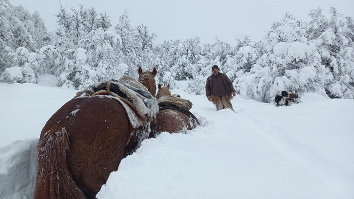 Bajo cero y con un metro de nieve, puesteros intentan llevar alimento a sus animales