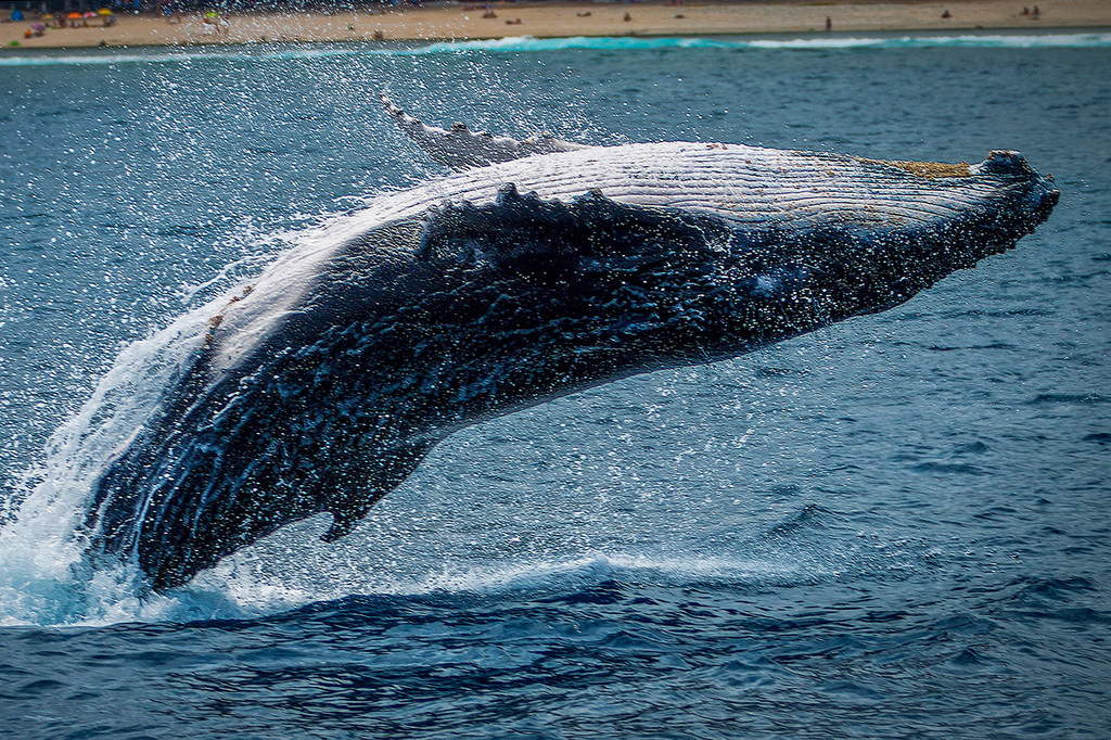 Cuál es el rol de las ballenas en el cambio climático global