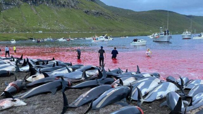 En las Islas Feroe “solo” cazarán 500 delfines este año