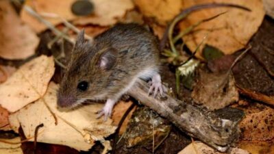 Etiquetas: Bariloche, hantavirus, Río Negro
