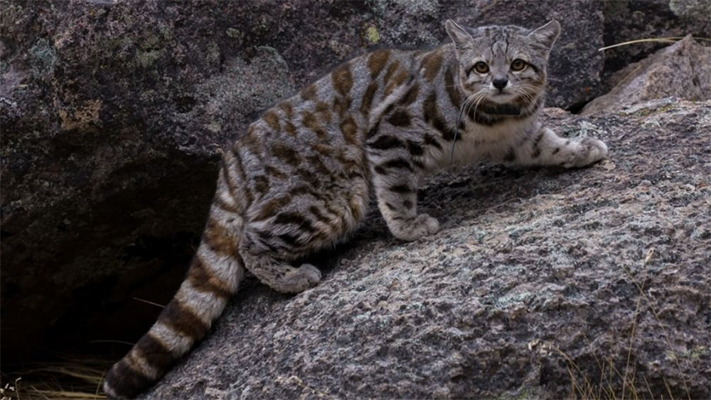 Fotografían en Mendoza a un ejemplar de gato andino