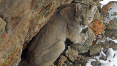 caza de pumas, Neuquén, pumas